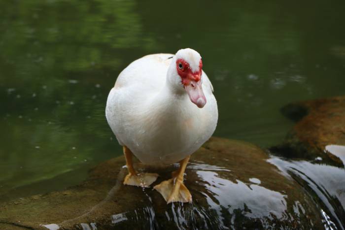 Muscovy-Female-duck